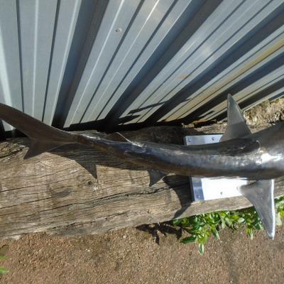 Sculpture requin pointe noire en métal réaliser à la main